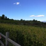 Private Day Tour: Herculaneum and Wine Tasting - What Makes This Tour Stand Out