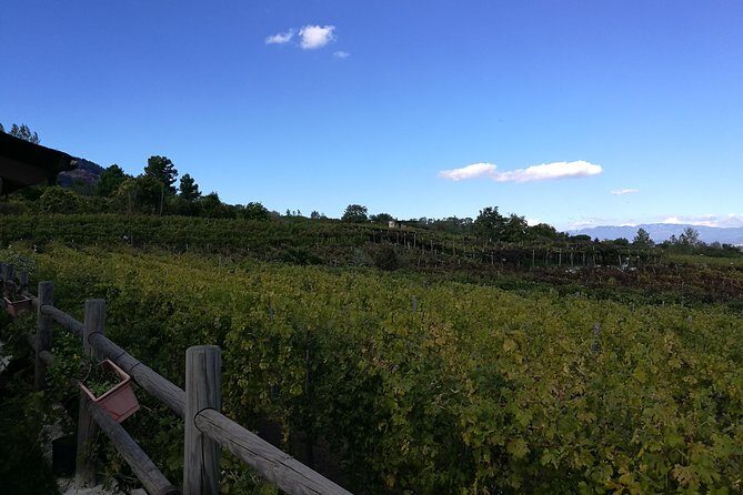 Private Day Tour: Herculaneum and Wine Tasting - What Makes This Tour Stand Out