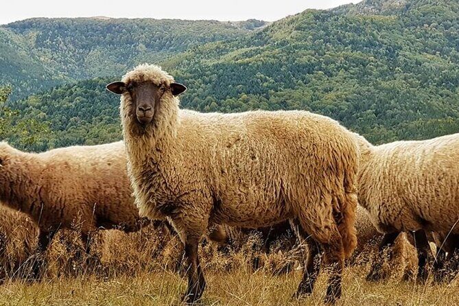 Private Day Tour to Historical Villages in Sinaia - Who Should Consider This Tour?