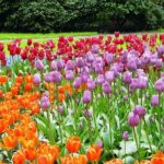 Private Day Trip from Amsterdam to Keukenhof with Entrance Tickets - Practical Details and Value
