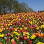 Private Day Trip to Keukenhof Gardens with Entrance Tickets - Who Is This Tour Best For?