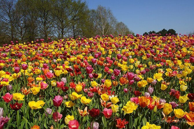Private Day Trip to Keukenhof Gardens with Entrance Tickets - Who Is This Tour Best For?