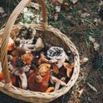 Private Daytrip for Truffle Mushroom Foraging and Wine Tasting - Detailed Breakdown of the Itinerary