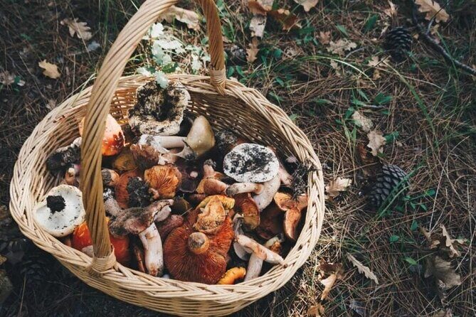 Private Daytrip for Truffle Mushroom Foraging and Wine Tasting - Detailed Breakdown of the Itinerary
