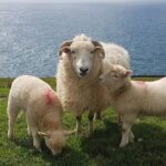 Private Dingle Peninsula Full-Day Tour - Who Is This Tour Best For?