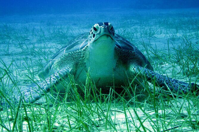 Private Discovery Dive + Photos & Videos - Why This Tour Stands Out