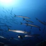 Private diving baptism in the Golf of Calvi - Authentic Reviews and What They Reveal