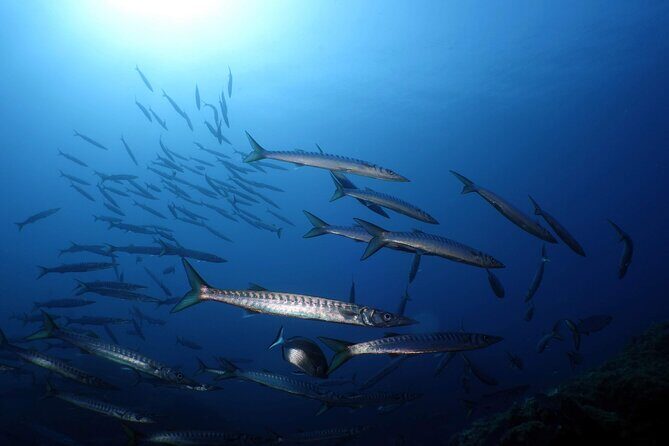 Private diving baptism in the Golf of Calvi - Authentic Reviews and What They Reveal