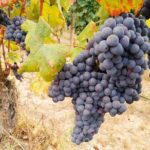 Private E-bike Tour " Langhe del Barbaresco " - Asphalt only - Who Is This Tour Best For?