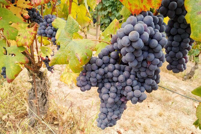 Private E-bike Tour " Langhe del Barbaresco " - Asphalt only - Who Is This Tour Best For?