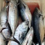 Private Experience - day of fishing on the Bari coast - The Overall Experience