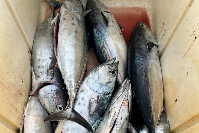 Private Experience - day of fishing on the Bari coast - The Overall Experience