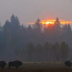 Private Full Day Bison Safari Tour in Bialowieza National Park - An In-Depth Look at the Tour