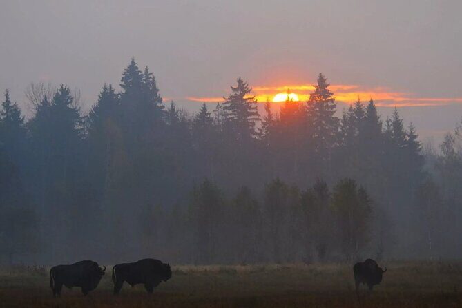 Private Full Day Bison Safari Tour in Bialowieza National Park - An In-Depth Look at the Tour
