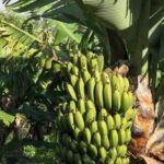 Private full day Faial, life on the island - The Value of a Private Guided Tour