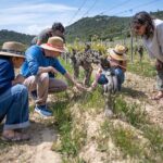 Private Full Day Pic Saint Loup Wine and Olive Tour with Lunch from Montpellier - How the Experience Differs From Other Tours