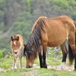 Private Guided Tour - Peneda Gerês National Park - A Deep Dive into the Peneda-Gerês Private Tour