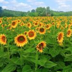 Private Half Day Tour: Visit Siena & Chianti Classic tour with Wine Experience - Who Is This Tour Best For?