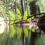 Private hike along the Levada - Why This Tour Works Well