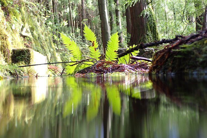Private hike along the Levada - Why This Tour Works Well