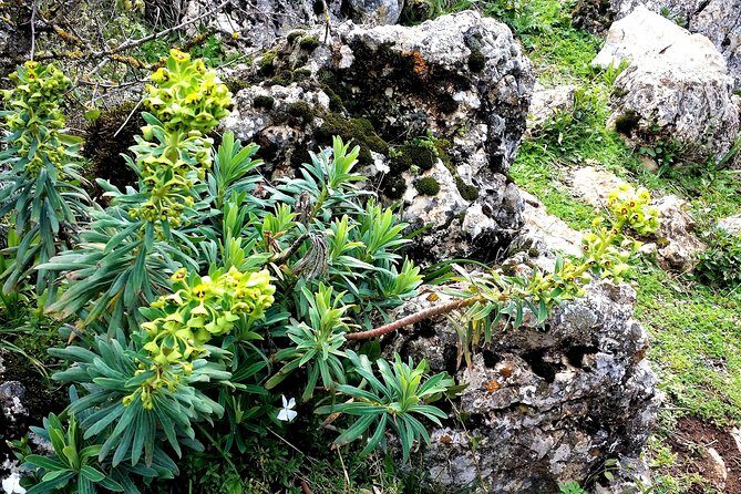 Private hiking in El Torcal from Marbella or Malaga - Who Would Love This Tour?