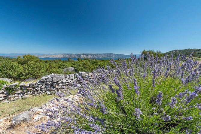 Private Hvar Island Tour and Olive Oil Tasting - Who Would Enjoy This Tour?
