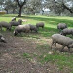 Private Iberian ham tour to the Sierra de Aracena - Who Will Love This Experience?