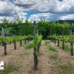 Private Irpinia Wine Tour from POSITANO, AMALFI or RAVELLO - The Authentic Charm & Practical Details