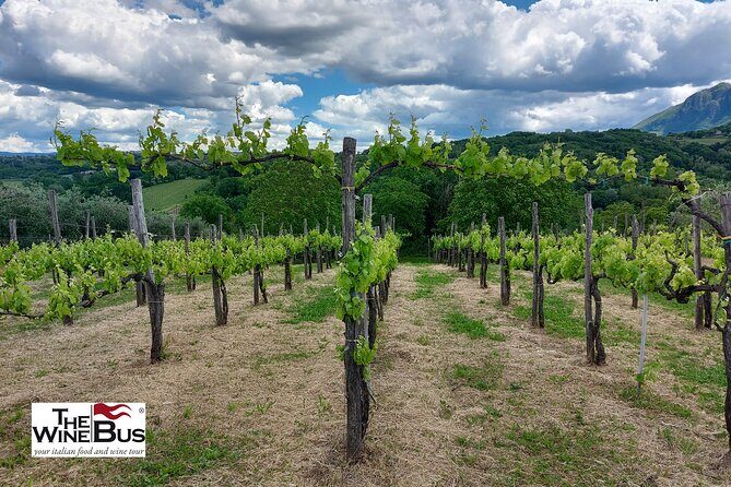 Private Irpinia Wine Tour from POSITANO, AMALFI or RAVELLO - The Authentic Charm & Practical Details