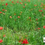 Private Irpinia Wine Tour from Sorrento with sommelier - Who Is This Tour Best For?