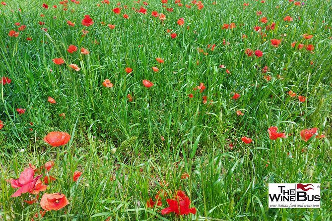 Private Irpinia Wine Tour from Sorrento with sommelier - Who Is This Tour Best For?