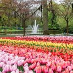 Private Keukenhof Tulip Fields Tour From Amsterdam(Skip-The-Line) - The Sum Up