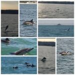 Private Lisbon Sightseeing Sailing Boat Tour with Locals - The Value of This Private Sailing Tour