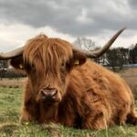 Private Luxury Shore Excursion Driving Tour to Stirling Six Hours Long - FAQs