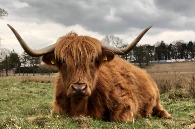 Private Luxury Shore Excursion Driving Tour to Stirling Six Hours Long - FAQs