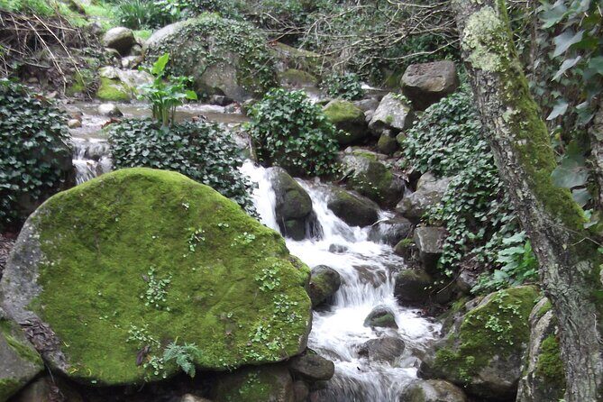 Private Monchique Guided Forest Hike w/Medronho Tasting - Final Thoughts: Why Choose This Tour?