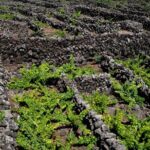 Private Pico Wine Tour (Half Day) - The Sum Up