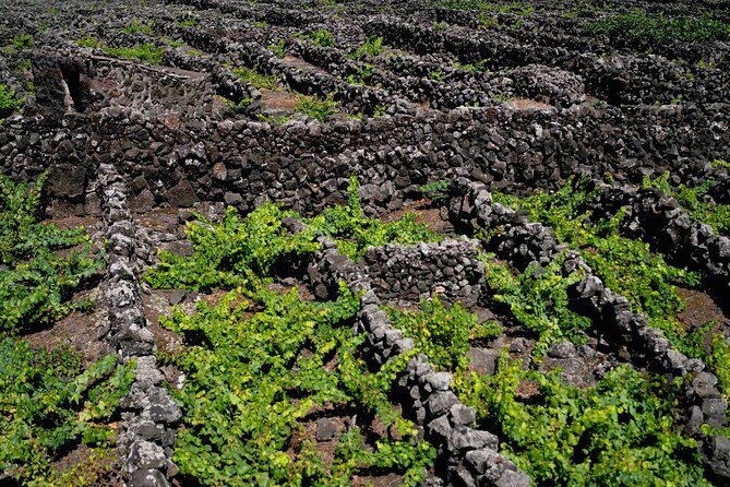 Private Pico Wine Tour (Half Day) - The Sum Up