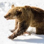 Private Ranua Zoo tour - Final Thoughts