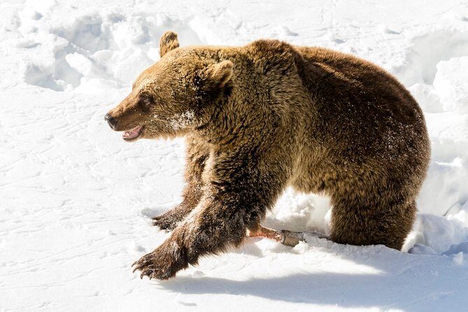 Private Ranua Zoo tour - Final Thoughts