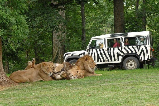 Private Return Transfer Thoiry Zoo Safari from Paris - The Sum Up