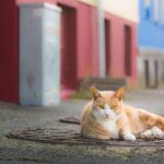 Private Reykjavik Cat Walking Tour - What Makes This Tour Truly Special