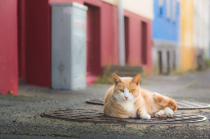 Private Reykjavik Cat Walking Tour - What Makes This Tour Truly Special