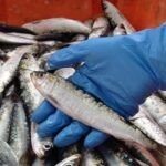 Private Sardine Route - Portimão - Why This Tour Works Well