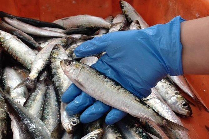 Private Sardine Route - Portimão - Why This Tour Works Well