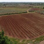 Private Sparkling Wine Tasting in Istria - The Wines and Their Flavors