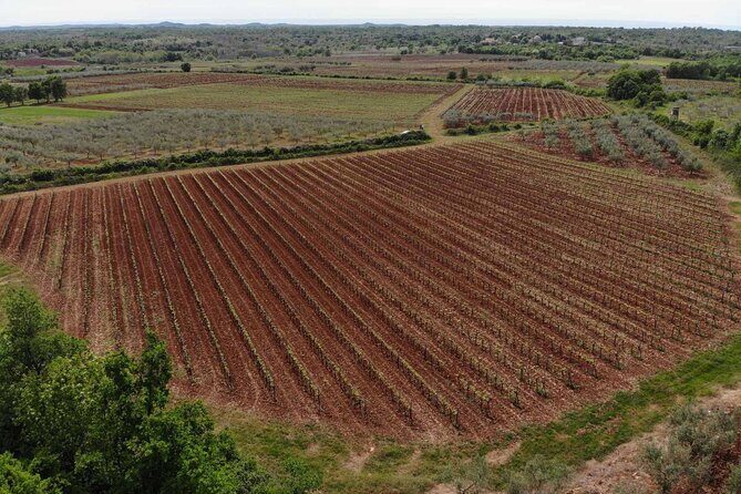Private Sparkling Wine Tasting in Istria - The Wines and Their Flavors