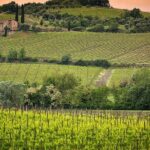 Private tour Brunello di Montalcino and Nobile di Montepulciano wine experience in Tuscany - What the Reviews Tell Us