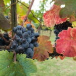 Private Tour: Chianti Winery, Montefioralle, and Greve in Chianti - What to Expect from the Experience