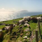 Private Tour: Dingle Peninsula from Killarney - Practical Details and What to Expect